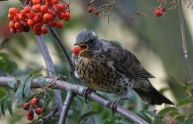 Turdus pilaris