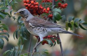 Turdus pilaris