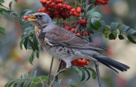Turdus pilaris