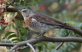 Turdus pilaris