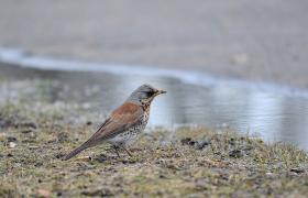 Turdus pilaris