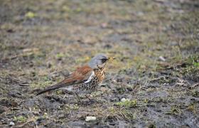 Turdus pilaris