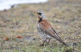 Turdus pilaris