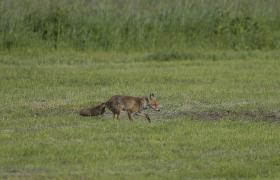 Vulpes vulpes