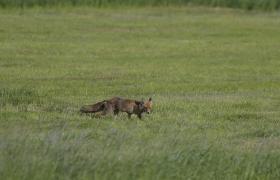 Vulpes vulpes