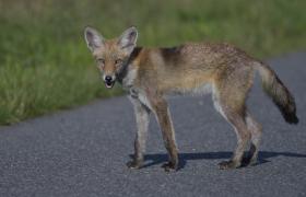 Vulpes vulpes