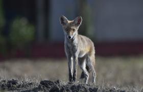 Vulpes vulpes