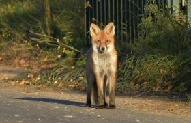 Vulpes vulpes