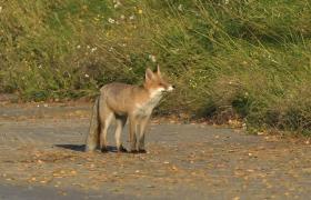 Vulpes vulpes