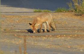 Vulpes vulpes