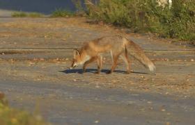 Vulpes vulpes