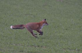 Vulpes vulpes