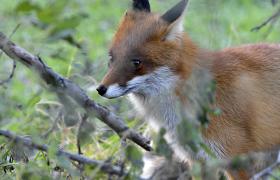 Vulpes vulpes