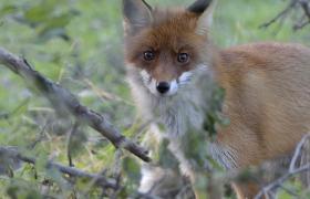Vulpes vulpes