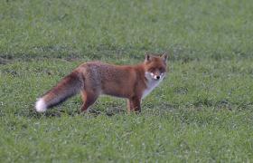 Vulpes vulpes