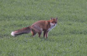 Vulpes vulpes