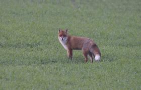 Vulpes vulpes