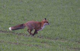 Vulpes vulpes