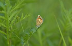 Motyle