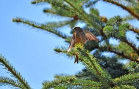 Carduelis cannabina