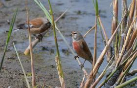 Carduelis cannabina