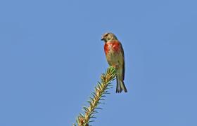 Carduelis cannabina