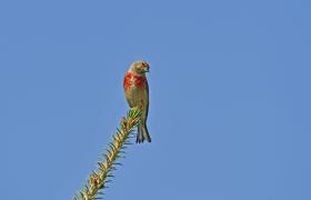 Carduelis cannabina