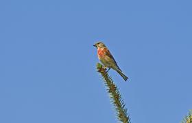 Carduelis cannabina