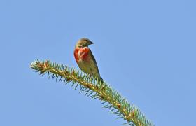 Carduelis cannabina