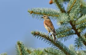 Carduelis cannabina
