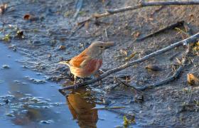 Carduelis cannabina