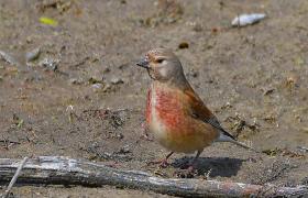 Carduelis cannabina