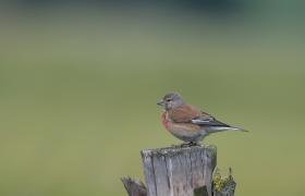 Carduelis cannabina
