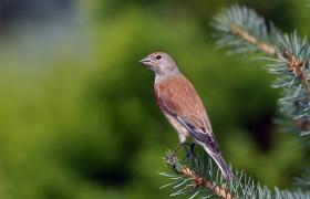 Carduelis cannabina