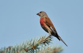 Carduelis cannabina