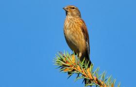 Carduelis cannabina