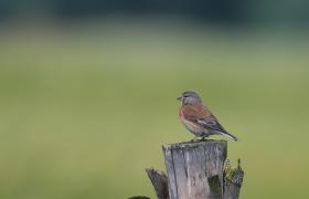 Carduelis cannabina