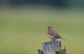 Carduelis cannabina