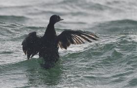Melanitta nigra