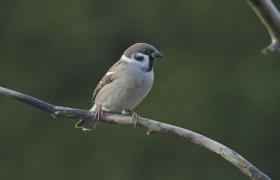 Passer montanus