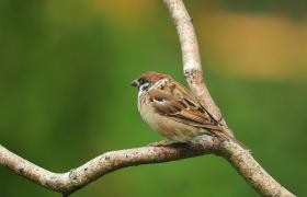 Passer montanus