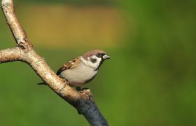 Passer montanus