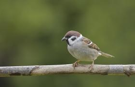 Passer montanus