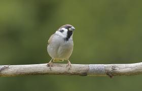 Passer montanus