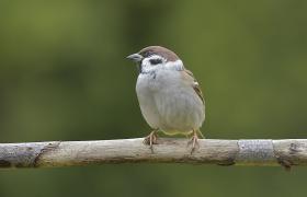 Passer montanus