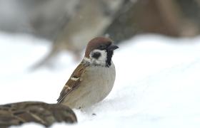 Passer montanus