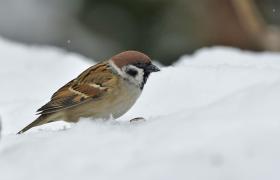 Passer montanus