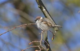 Passer montanus