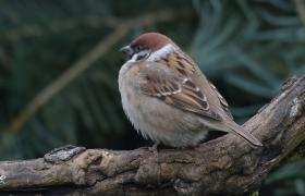 Passer montanus