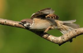 Passer montanus